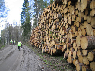 Tukkipuuta Karjalan metsistä. Kuva: R.Viitakangas.