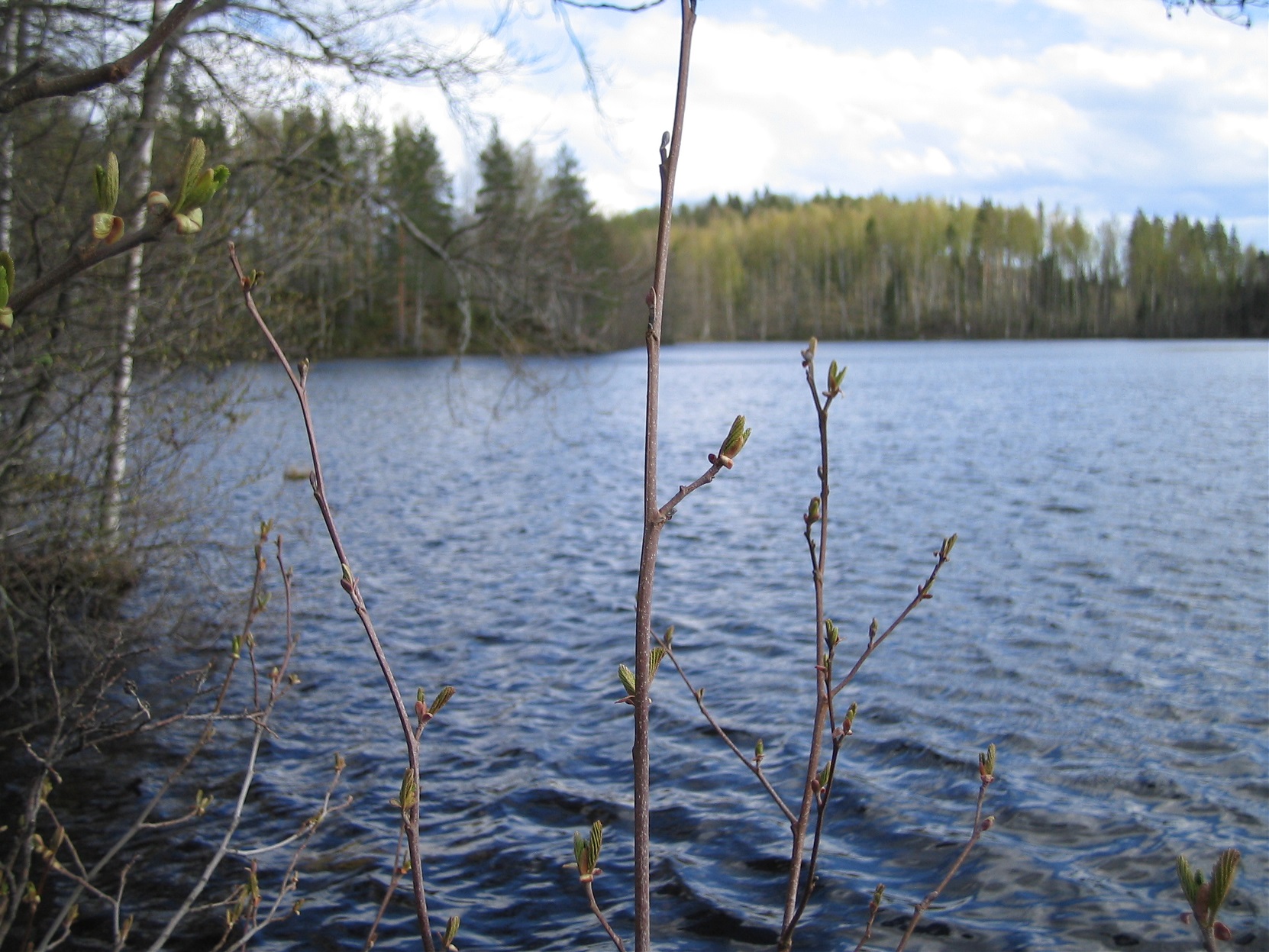 Juttulampi 2007. Kuva:R.Viitakangas.