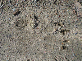 Karhunjälki 2007 Jalovaara-Ypäkkö -tiellä.Kuva:R.Viitakangas.