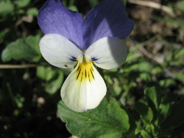 Metsäorvokki 2007. Kuva:R.Viitakangas.