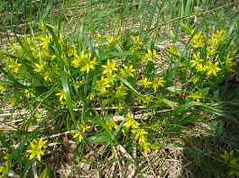 Soanlahden kukat2007. Kuva: R.Viitakangas.