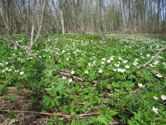 Valkovuokot kukkii ohitustien risteyksessä 2007. Kuva:R.Viitakangas.