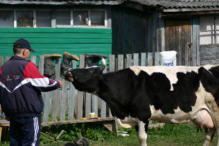 Talon lehmä. Kuva:R.Viitakangas