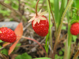 Metsämansikat Kintsinniemessä. Kuva:R.Viitakangas.