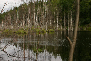 Majavien järvi. Kuva:R.Viitakangas.
