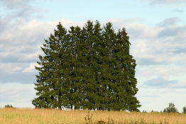 Kuusikkomäki. Kuva:R.Viitakagnas.